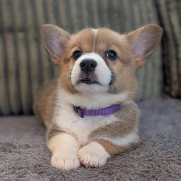 Girl 1 Miss Purple - White and red female Pembroke Welsh Corgi puppy in Milton, Florida from Milton Corgis ~ Azealia Acres