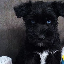 Boy 2-Black with blue eyes. - Miniature Schnauzer puppy from Schnauzer Affinity