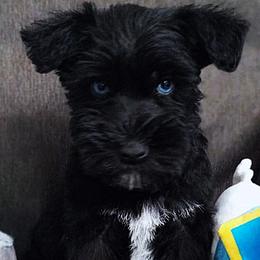 Boy 2-Black with blue eyes. - Miniature Schnauzer puppy from Schnauzer Affinity