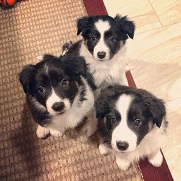 Border Collies from KC Border Collies