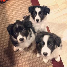 Border Collies from KC Border Collies