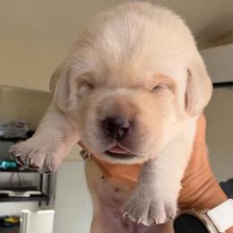 Yellow - Champagne female Dilute Retriever puppy in Orangevale, California from NorCal Silver & Coal Labradors