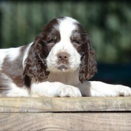 Sylvia - Liver and white female English Springer Spaniel puppy in Central, South Carolina from SarMel