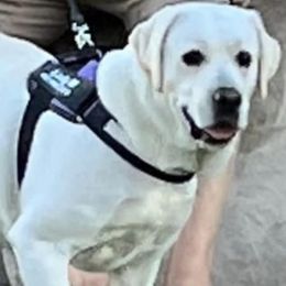 Labrador Retrievers from Lady M Labradors
