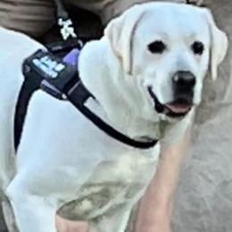 Labrador Retrievers from Lady M Labradors