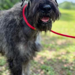 C I R C E - Pepper and salt female Giant Schnauzer puppy in Goodrich, Texas from Silver Creek Giant Schnauzers