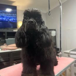 Poppy - Black and tan female Cocker Spaniel puppy in Cleveland, Ohio from Buckeye Country Kennel