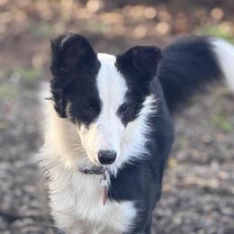 Cricket - Border Collie