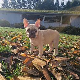 Betta - Fawn female French Bulldog puppy in Silverton, Oregon from Willamette Valley Bullies