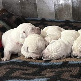Filly - Light golden female Golden Retriever puppy in Adair, Oklahoma from Rejoice Retrievers