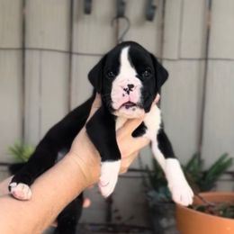 EUROPEAN Draco - Brindle male Boxer puppy in Purdy, Missouri from Luxe Dynasty