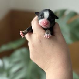 Lilo (on hold) - Black tri female Toy Australian Shepherd puppy in Quincy, Michigan from Ivy Meadows and Friends