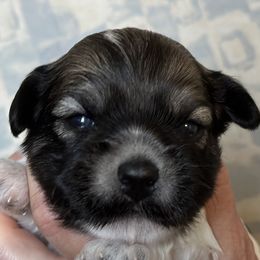 John - Red sable Havanese puppy in Calabash, North Carolina from Lancaster's of Gold Canyon Havanese