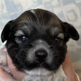 John - Red sable Havanese puppy in Calabash, North Carolina from Lancaster's of Gold Canyon Havanese