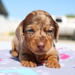 Pebbles - Dapple female Dachshund puppy in Red Bud, Illinois from Midwest Miniature Dachshunds