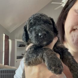 Bernedoodle Puppies from Triple W Doodles