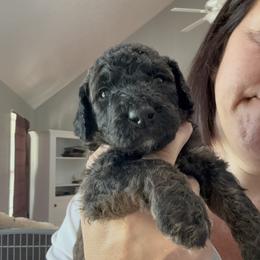Bernedoodle Puppies from Triple W Doodles