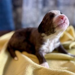 Roy - male Australian Mountain Doodle puppy in Blue Springs, Missouri from Jeanie’s Doodles