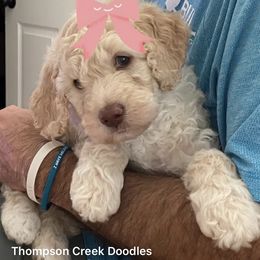 Goldendoodle Puppies from Thompson Creek Doodles
