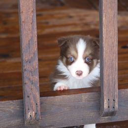 Border Collie, English Setter, and Miniature American Shepherd Puppies from First Harmony Farms