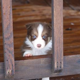 Border Collie, English Setter, and Miniature American Shepherd Puppies from First Harmony Farms