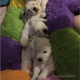 Golden Retriever Puppies from Skarlotte Goldens