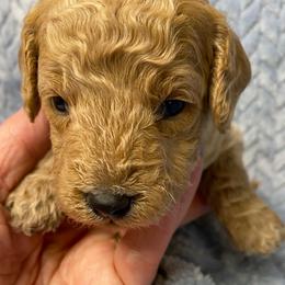 Saffron - Apricot male Goldendoodle puppy in Greenville, South Carolina from Law Doodles of SC