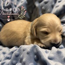 1st Born ee Cream - Cream male Dachshund puppy in Rochester, Washington from Curtiss Dachshunds