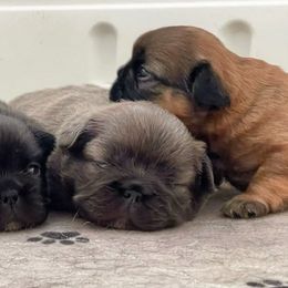 French Bulldogs from Fluffyfrenchienc