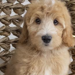 Charzard - Bernedoodle puppy from Our Little Farm Life Doodles