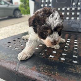 Tan collar liver and tan parti roan - Parti male Miniature Schnauzer puppy in Scottsboro, Alabama from Whistling Dixie Schnauzers