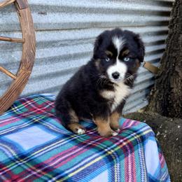 Oreo - Black tri male Miniature Australian Shepherd puppy in Checotah, Oklahoma from Wild Outlaw Aussies