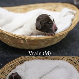 Brain - Liver and white male German Shorthaired Pointer puppy in Albuquerque, Colorado from Trillium German Shorthaired Pointers