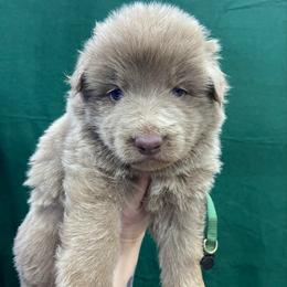 Boy 3 - Isabella male German Shepherd puppy in Pelham, North Carolina from P & P Shepherds