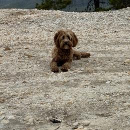 Cavapoos and Dachshunds from Bliss Hafen