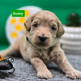 Sunny - Apricot male Goldendoodle puppy in Summerville, South Carolina from Channys Doodles