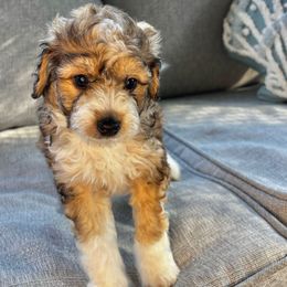 Bear - Brown and white male Bernedoodle puppy in Willacoochee, Georgia from Kitandkboodle's Doodles