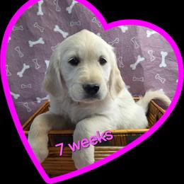 Pink girl - Light golden female Golden Retriever puppy in Albuquerque, New Mexico from Teeter's Desert  Goddess Goldens