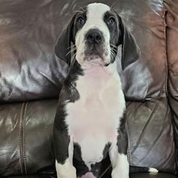 Lila (Dottie) - Mantle female Great Dane puppy in Castle Rock, Washington from Uber Alles Great Danes