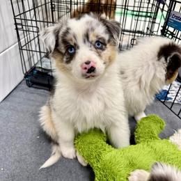 Blue - Blue merle female Australian Shepherd puppy in Heber City, Utah from Junipersdoodles