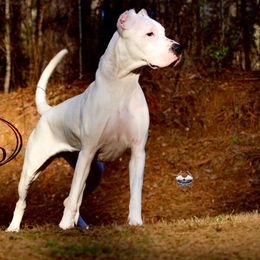 Cashmere - Dogo Argentino