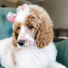 Goldendoodle and Poodle Puppies from Crane Train Poodles & Doodles