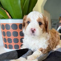 Brown boy - Brown and white male Bernedoodle puppy in Fort Gibson, Oklahoma from Waggle Doodles