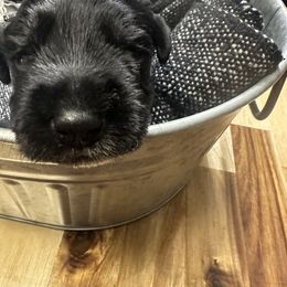 Miniature Schnauzer Puppies from Stevens Mini Schnauzers