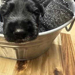 Miniature Schnauzer Puppies from Stevens Mini Schnauzers