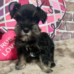 Romeo - Black and silver male Miniature Schnauzer puppy in Lufkin, Texas from C&K’s Schnauzer House