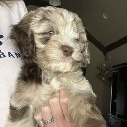 Bernedoodle and Cockapoo Puppies from Pine Haven Doodles