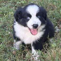 Slater - Black tri male Miniature Australian Shepherd puppy in Signal Mountain, Tennessee from D & D Miniature and Toy Australian Sheppards