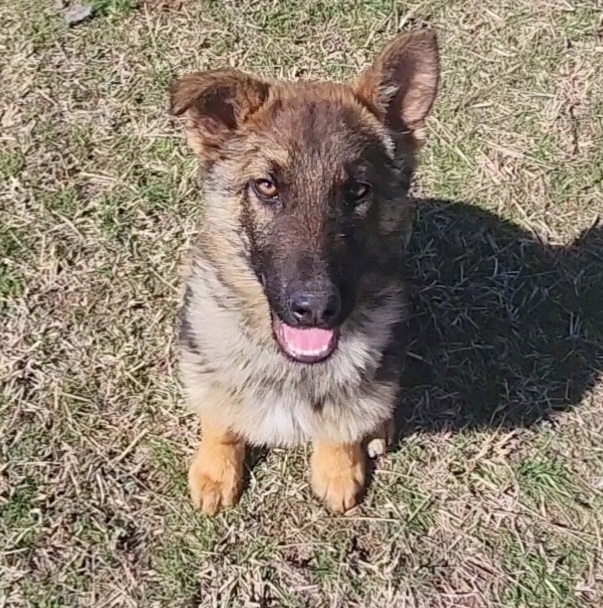 German Shepherd and Pembroke Welsh Corgi Puppies from Tiny Titans K9