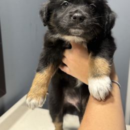 Miniature Australian Shepherd Puppies from Peace Creek Aussies